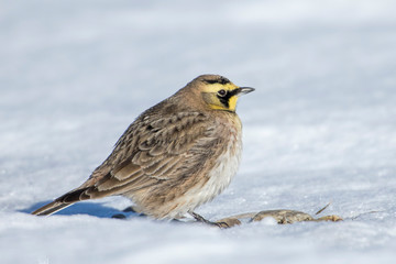 Horned lark in winter time.