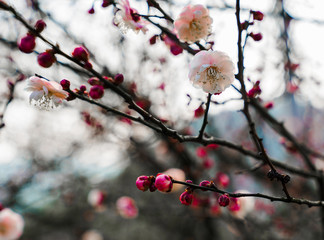 Blooming Plum Blossoms