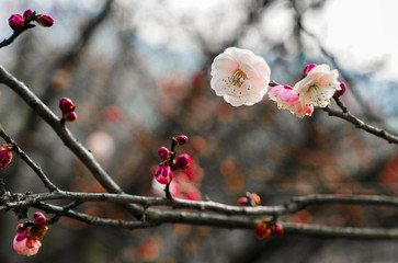 Blooming Plum Blossoms