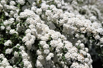 Closeup bush of white blooming spirea bush