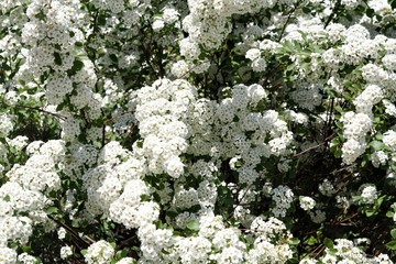 Closeup bush of white blooming spirea bush