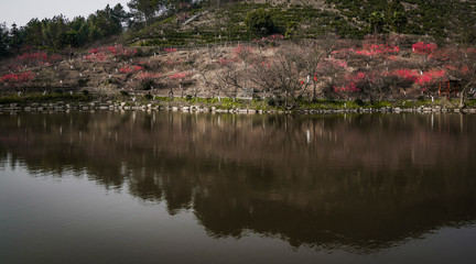 Blooming Plum Blossoms