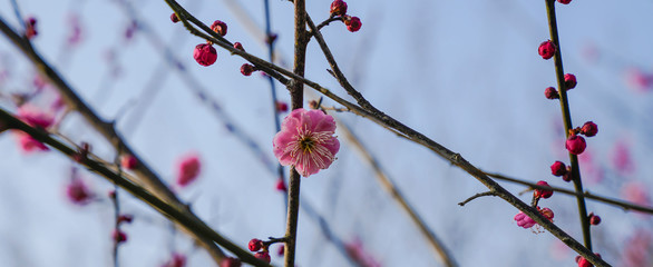 Blooming Plum Blossoms