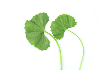 Gotu kola is vegetable fresh isolated contains high vitamin C and many nutrients on white background and clipping path. The name of science : Centella asiatica.