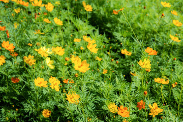 Cosmos flower at daytime.