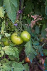 Obraz premium Organic green tomato plant in the greenhouse or garden.