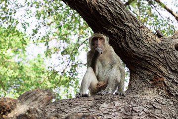 Wild macaque sitting on a rock under a tree in a national park