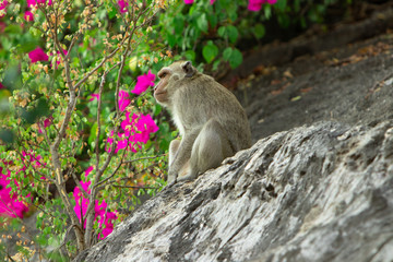 Wild macaque sitting on a rock under a tree in a national park