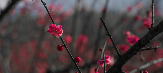 Blooming Plum Blossoms