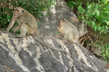 Two wild macaque on a rock under a tree in a national park