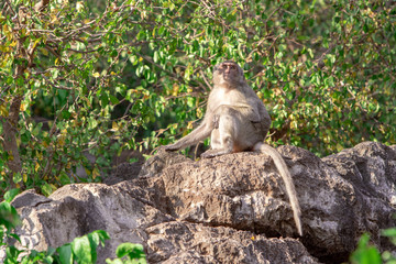 Wild macaque sitting on a rock under a tree in a national park