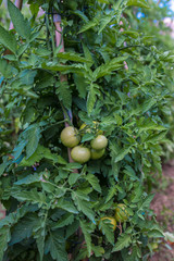 Organic green tomato plant in the greenhouse or garden.