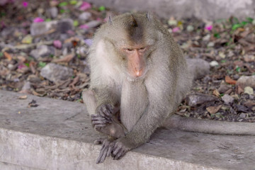 Wild Macaque on a rock in a national park