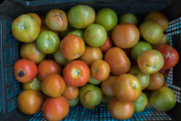 Organic green and red tomatoes in the basket