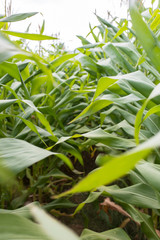 Naklejka premium Corn Field Plants in Food Farm