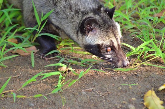Asian civet cat or luwak looking for food