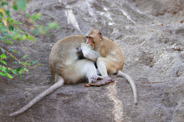 Two macaques play on the rockk in a national park