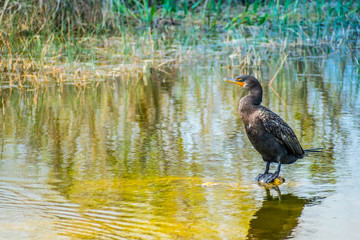 Double Crested Cormorant birds in Everglades National Park, Florida