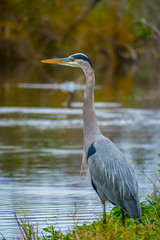 A Great Blue Heron in Everglades National Park, Florida