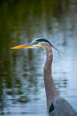 A Great Blue Heron in Everglades National Park, Florida