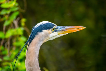 A Great Blue Heron in Everglades National Park, Florida