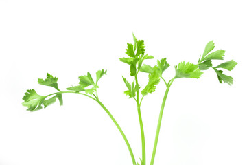 fresh isolated celery or apium graveolens green vegetables are fragrance used in cooking on white background