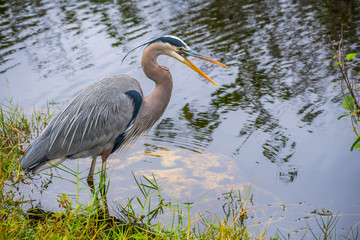 A Great Blue Heron in Everglades National Park, Florida