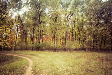 Fototapeta premium Landscape dirt forest road in autumn