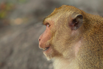 Two macaques play on the rockk in a national park