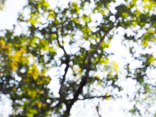 Abstract blurry background for springtime or summer season.