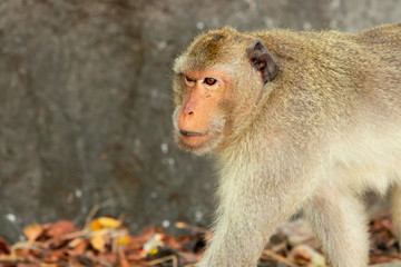 Two macaques play on the rockk in a national park