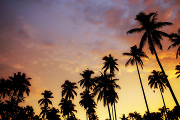 Obraz na płótnie Canvas Palm tree at sunset with color sky.