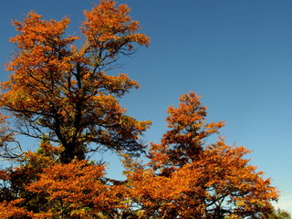 Naklejka premium frondoso árbol con hojas color ocre bien otoñal