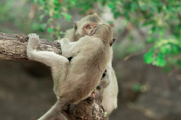 Two wild macaques play on a tree in a national park