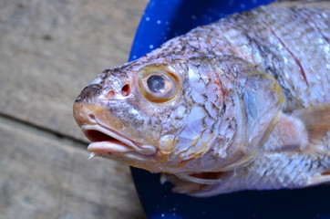 Raw fish for cooking