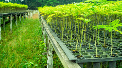forest plant seedling in the nursery. environmental and industrial 