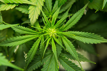 Green background of leaves. In door grow hemp. Medicinal indica with CBD. Young cannabis plant....