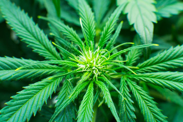 Medicinal indica with CBD. Cannabis at the beginning of flowering. Legal Marijuana cultivation in...
