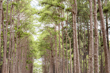 Pine tree with beautiful of nature.