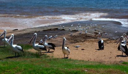 Australian Pelicans (Pelecanus conspicillatus) waiting for food at Collaroy beach.