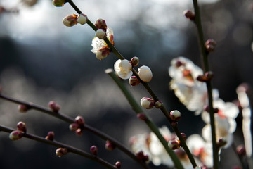 梅の花