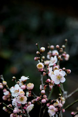 梅の花