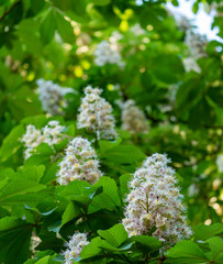 Flowers bloom on branch of chestnut tree