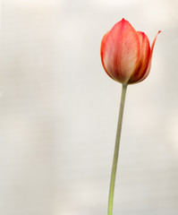 Single red tulip blossom at sunny day