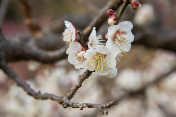 梅の花