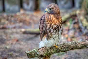 red tailed hawk