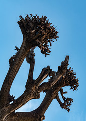 Tree with no branches at sunny day