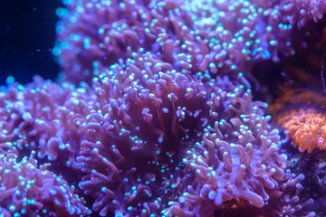 Naklejka na ściany i meble Close up of Blue Hairy Mushroom Coral..(Rhodactis indosinensis)