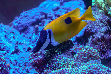 One spot foxface (Siganus unimaculatus) finding algae to eat in coral reef