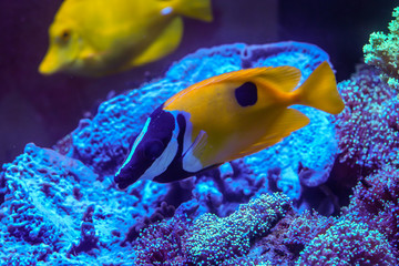 One spot foxface (Siganus unimaculatus) finding algae to eat in coral reef
